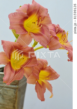 赤茶色のヘメロカリスの花とブリキの花瓶　 81599126