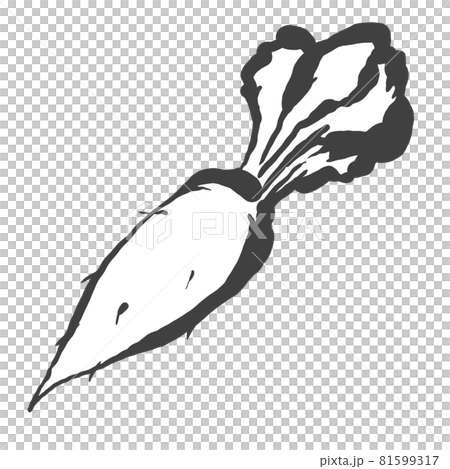 Hand-painted brush painting style illustration of radish 81599317