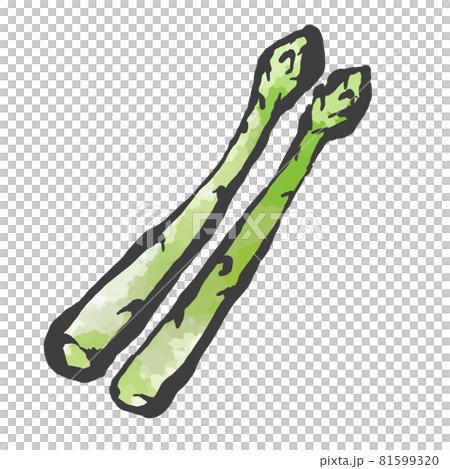 蘆筍的手繪毛筆繪畫風格插畫 81599320