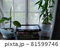 鈴虫がいる生活 81599746
