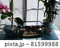 鈴虫がいる部屋 81599988