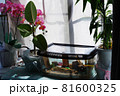 鈴虫と観葉植物 81600325