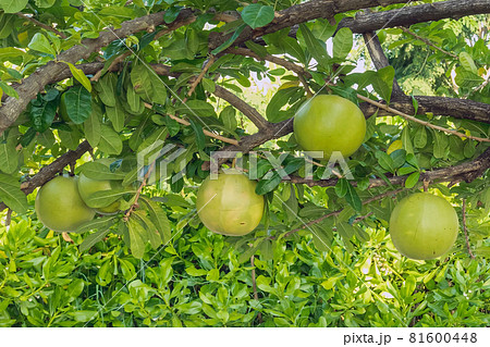 Cerbera Odollam or Suicide fruits on tree is a Thai herbs with properties is Peel used to Laxative, Flower treat of hemorrhoid. Pong pong, Indian suicide tree, Fruit of Gray milkwood. Selective focus. 81600448