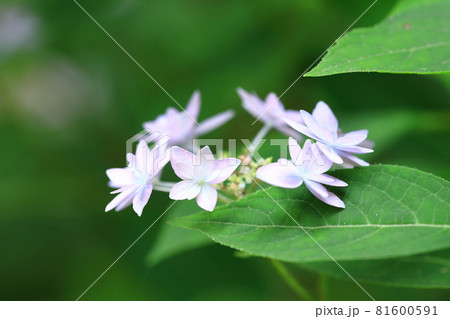 七段花 七段花 81600591