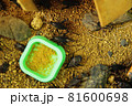 鈴虫一家 81600698
