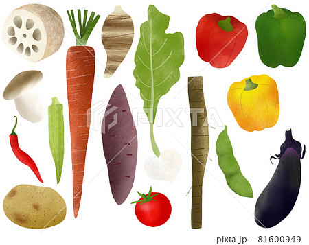 野菜イラスト 野菜イラスト 81600949