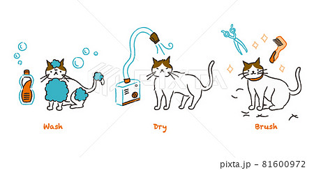猫のトリミングの流れ 猫のトリミングの流れ 81600972