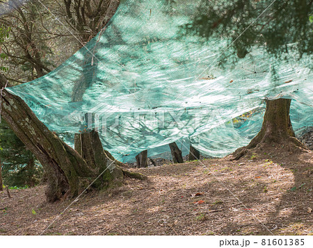 colorful nets under olive trees harvesting fruits to make oil colorful nets under olive trees harvesting fruits to make oil 81601385