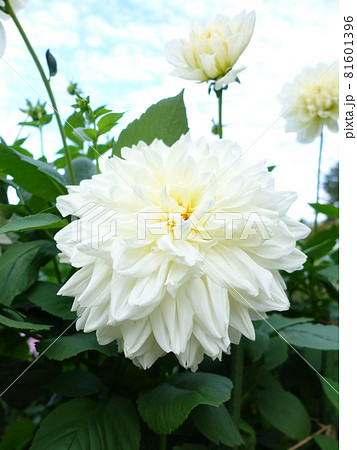 満開のダリア　天竺牡丹 81601396