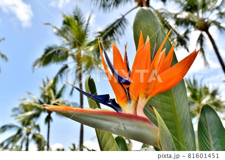 ハワイの休日 81601451