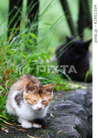 草むらでうずくまる子猫の写真 草むらでうずくまる子猫の写真 81601504