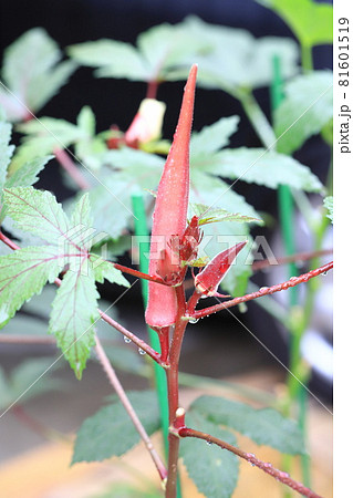 大きく育った赤オクラ 81601519
