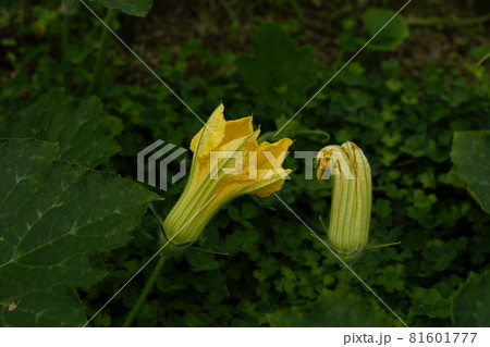 南瓜(かぼちゃ)の花 81601777