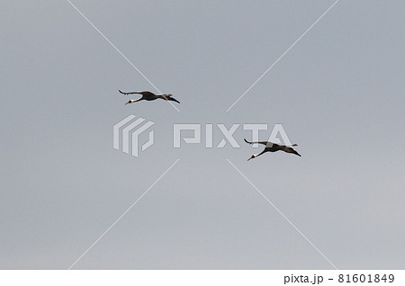 鶴の越冬地　鹿児島県出水　 81601849