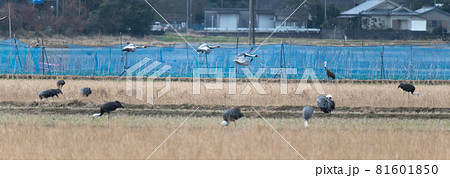 鶴の越冬地　鹿児島県出水　 81601850