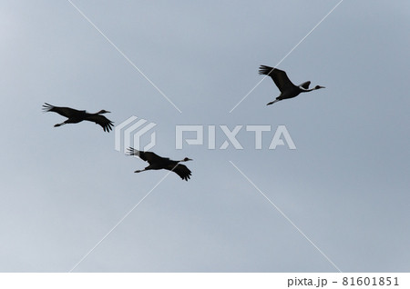 鶴の越冬地 鹿児島県出水 鶴の越冬地 鹿児島県出水 81601851