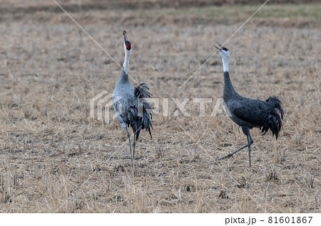 鶴の越冬地　鹿児島県出水　 81601867