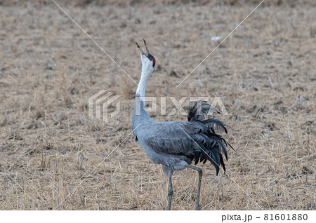 鶴の越冬地 鹿児島県出水 鶴の越冬地 鹿児島県出水 81601880