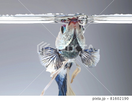 Closeup of betta fish face, betta mouth and air bubbles in the water, Siamese fighting fish,Betta splendens, blue betta on the background blur. Closeup of betta fish face, betta mouth and air bubbles in the water, Siamese fighting fish,Betta splendens, blue betta on the background blur. 81602190