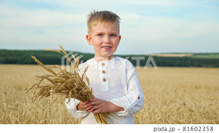 Young boy with bunch of ripe wheat spicules in yellow field 81602358