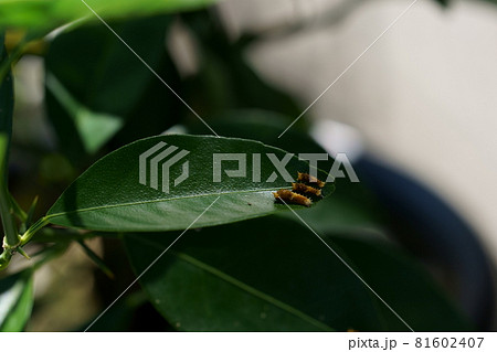 並んだアゲハの幼虫　クロアゲハの2齢幼虫 81602407