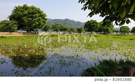 ヤンスリ 公園 青空 81602880