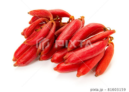 ツチアケビ 81603159