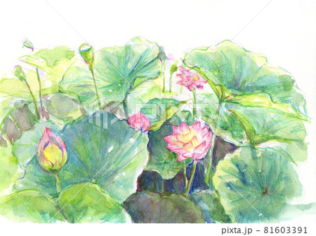 色鉛筆画「 安息 〜 蓮の花 〜 」Ａ４・額付き◇◇手描き◇原画◇蓮