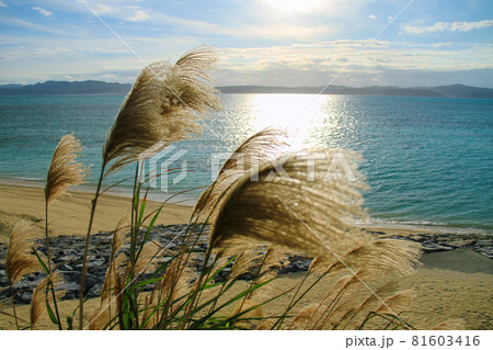 沖縄　黄金のススキが風に揺れる秋の古宇利島 81603416