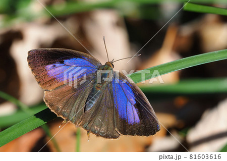 冬のムラサキツバメ（メス・日向ぼっこ） 81603616