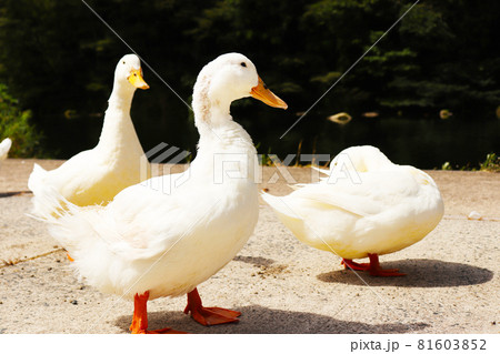 三羽のアヒルの写真素材 [81603852] - PIXTA