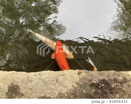 2021年8月16日、靖國神社の神池庭園の池の錦鯉です。 2021年8月16日、靖國神社の神池庭園の池の錦鯉です。 81604333