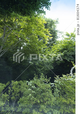 東北　日本の観光地　宮城オルレ　トレッキングコースでの発見 81604374