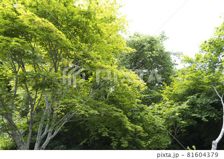 東北　日本の観光地　宮城オルレ　トレッキングコースでの発見 81604379