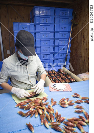 ミョウガの箱詰め作業をする外国人労働者 81604782