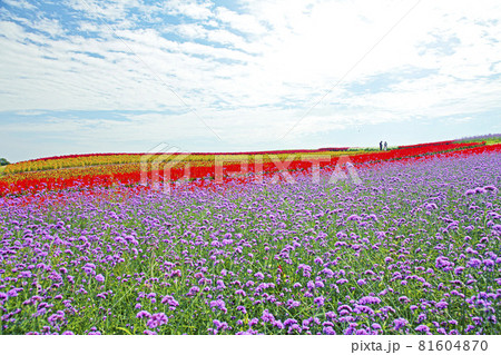 秋のやくらいガーデン 81604870