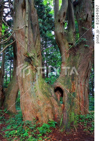 幻想の森 土湯杉の巨木 土湯杉群生地 幻想の森 土湯杉の巨木 土湯杉群生地 81604967