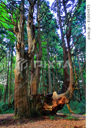 幻想の森 土湯杉の巨木 土湯杉群生地 幻想の森 土湯杉の巨木 土湯杉群生地 81604975