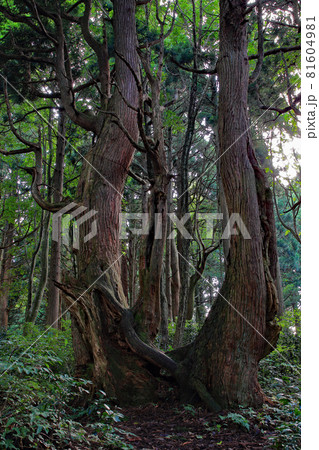 幻想の森 土湯杉の巨木 土湯杉群生地 幻想の森 土湯杉の巨木 土湯杉群生地 81604981