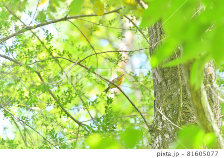 野鳥のソウシチョウ。 81605077