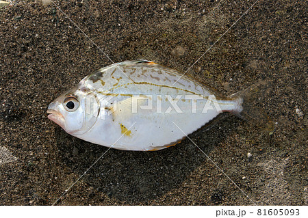 釣ったばかりのヒイラギ 81605093