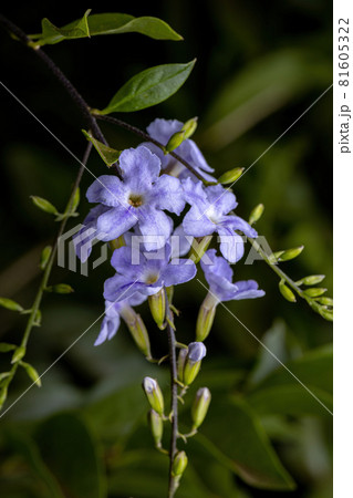 Skyflower Yellow Flowers Skyflower Yellow Flowers 81605322