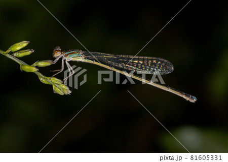 Adult Narrow-winged Damselfly Adult Narrow-winged Damselfly 81605331