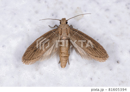 Small Adult Moth Small Adult Moth 81605394