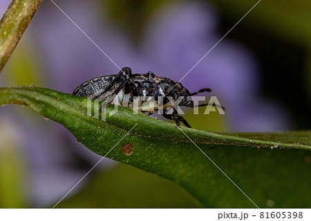 Stink bug nymph 81605398