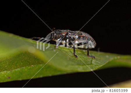 Stink bug nymph Stink bug nymph 81605399