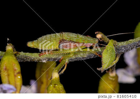 Typical Leafhopper Nymph 81605410