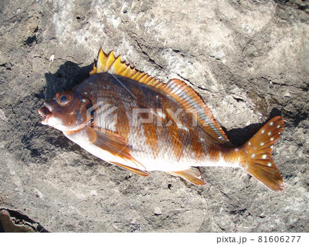 磯の上で撮影した潮が悪いときに釣れるタカノハダイの魚体 磯の上で撮影した潮が悪いときに釣れるタカノハダイの魚体 81606277