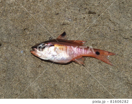 磯釣りの代表的エサ取り、ネンブツダイ 磯釣りの代表的エサ取り、ネンブツダイ 81606282
