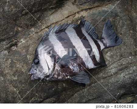 まだ小さい幼魚サイズのシマダイ 石鯛 の写真素材